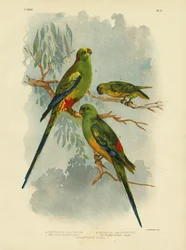 Sokszínű papagáj, 1891
